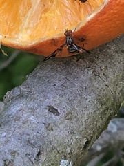 Idana marginata
