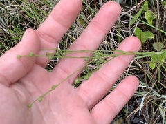 Linum floridanum