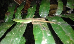 Anolis ventrimaculatus