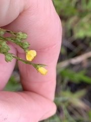 Linum floridanum
