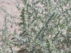 Cornulaca aucheri