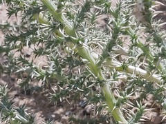 Cornulaca aucheri