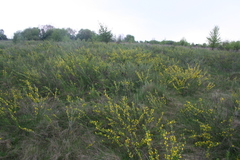 Chamaecytisus ruthenicus