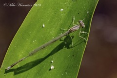 Enallagma vesperum