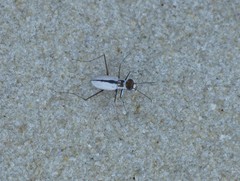 Habroscelimorpha dorsalis