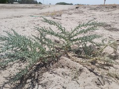Cornulaca aucheri