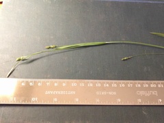 Carex laxiculmis copulata