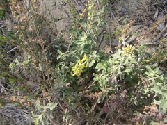 Manulea caledonica