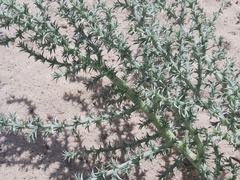 Cornulaca aucheri