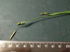 Carex laxiculmis copulata
