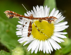 Geina tenuidactylus