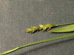 Carex laxiculmis copulata