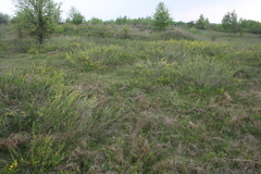 Chamaecytisus ruthenicus