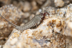 Machilinus aurantiacus