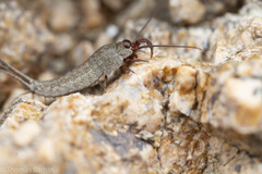 Machilinus aurantiacus