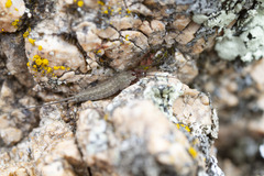 Machilinus aurantiacus