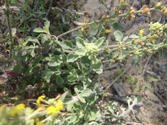 Manulea caledonica