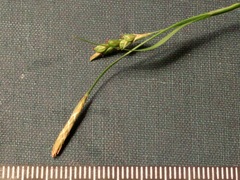Carex laxiculmis copulata