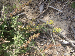 Manulea caledonica