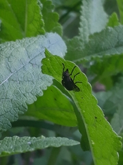 Platystoma seminationis