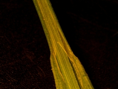 Carex laxiculmis copulata