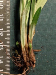 Carex laxiculmis copulata