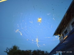 Araneae