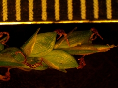Carex laxiculmis copulata