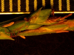 Carex laxiculmis copulata