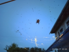 Araneae