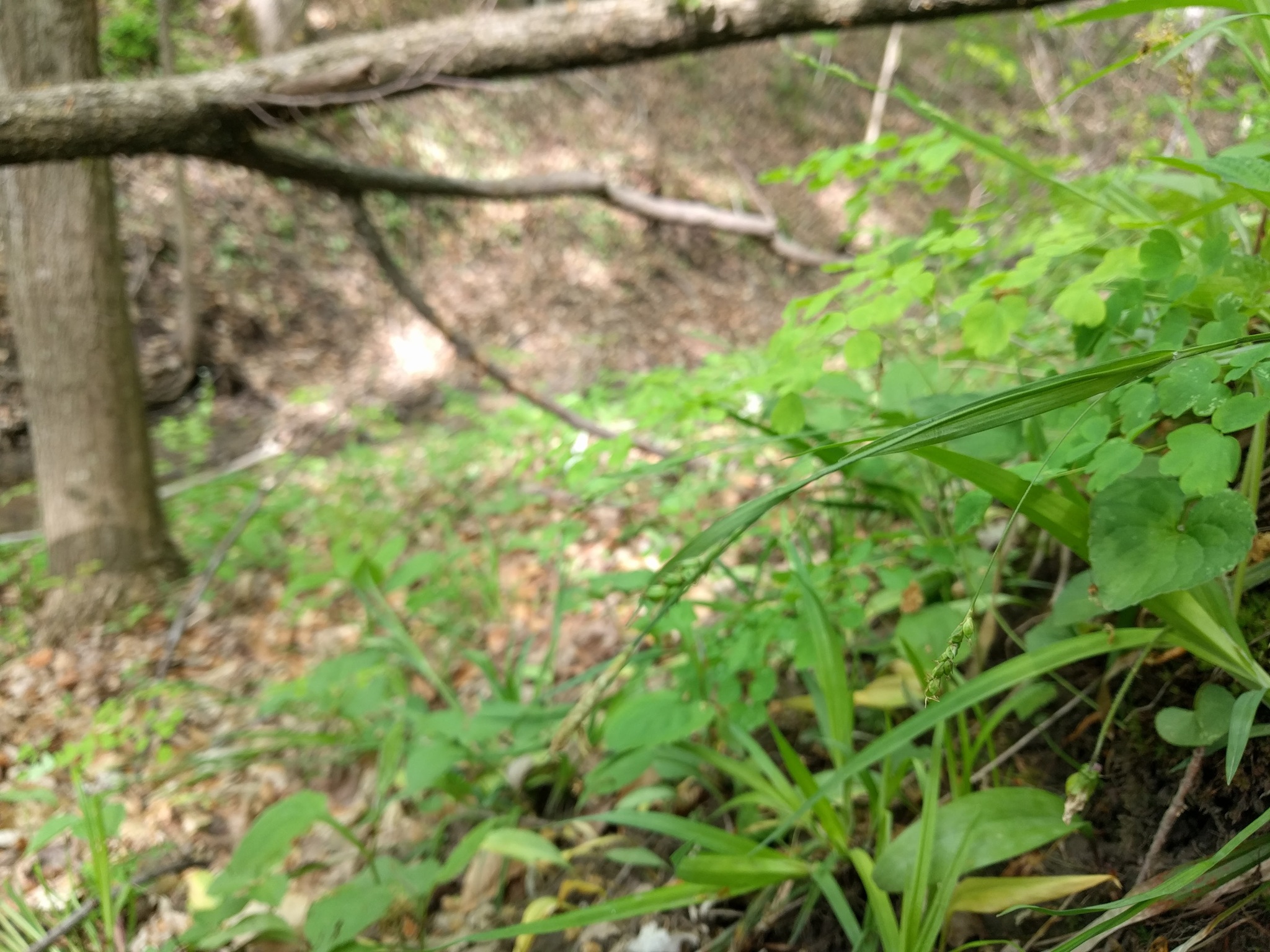 Carex laxiculmis var. copulata