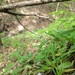 Carex laxiculmis copulata - Photo 由 Pat Deacon 所上傳的 (c) Pat Deacon，保留部份權利CC BY-NC