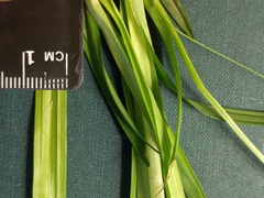 Carex laxiculmis copulata