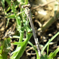 Argia nahuana