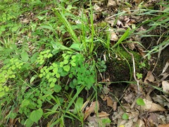 Carex laxiculmis copulata