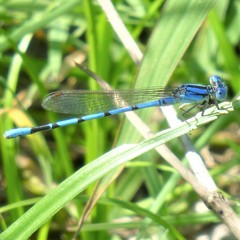 Argia nahuana
