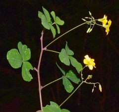 Oxalis medicaginea