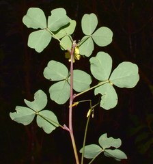 Oxalis medicaginea