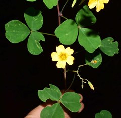 Oxalis medicaginea