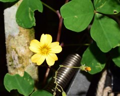 Oxalis medicaginea