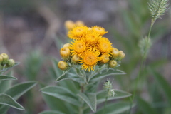 Pentanema germanicum