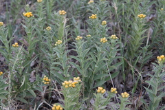 Pentanema germanicum