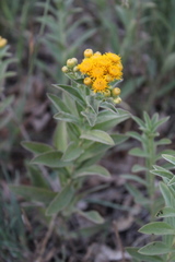 Pentanema germanicum