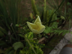 Dietes bicolor
