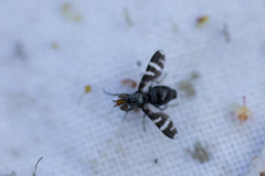 Herina frondescentiae