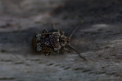 Ptinomorphus imperialis