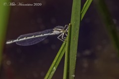 Enallagma durum