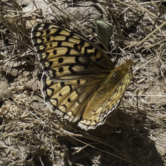 Speyeria callippe comstocki