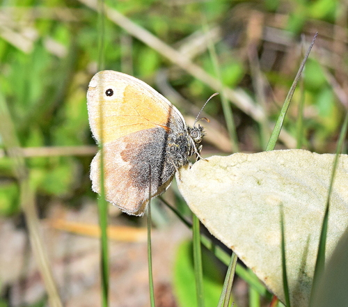 Photo of Small Heath (Coenonympha pamphilus)