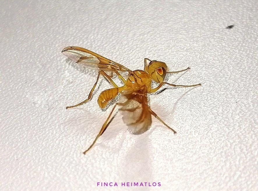 Lochmostylia borgmeieri